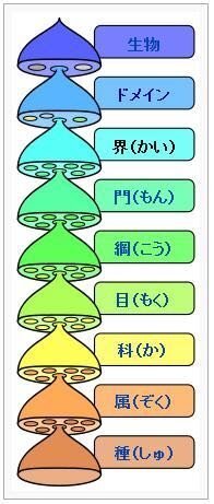 魚の分類について質問です 魚を分類する上では 目 亜目 Yahoo 知恵袋