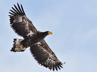 この鳥はオジロワシ幼鳥でしょうか 野鳥図鑑見てますが判断出来ません ウトナ Yahoo 知恵袋