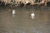 池にいる鴨って何を食べてますか カモと言っても 淡水に住む Yahoo 知恵袋