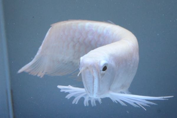 180×60×60でシルバーアロワナを終生飼育する事は可能でしょうか？奥 