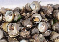 この貝はなんですか 食べれますか Yahoo 知恵袋