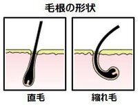 基本的に髪の毛は真っ直ぐなのにたまに一本だけすごい縮れ毛が混じってる Yahoo 知恵袋