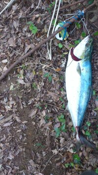 クーラーに入らない魚が釣れてしまった場合はどうされてますか Yahoo 知恵袋