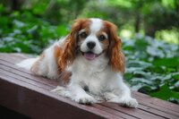 著名人に似ている犬種 チャーチル ブルドッグ アインシュタイン マ Yahoo 知恵袋