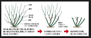 バラの剪定について少し時期遅れましたが 冬のバラの剪定は 葉を落とした後 ど Yahoo 知恵袋