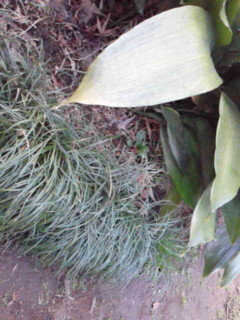 花壇にリュウノヒゲを植えようと考えてます リュウノヒゲの隣りに Yahoo 知恵袋