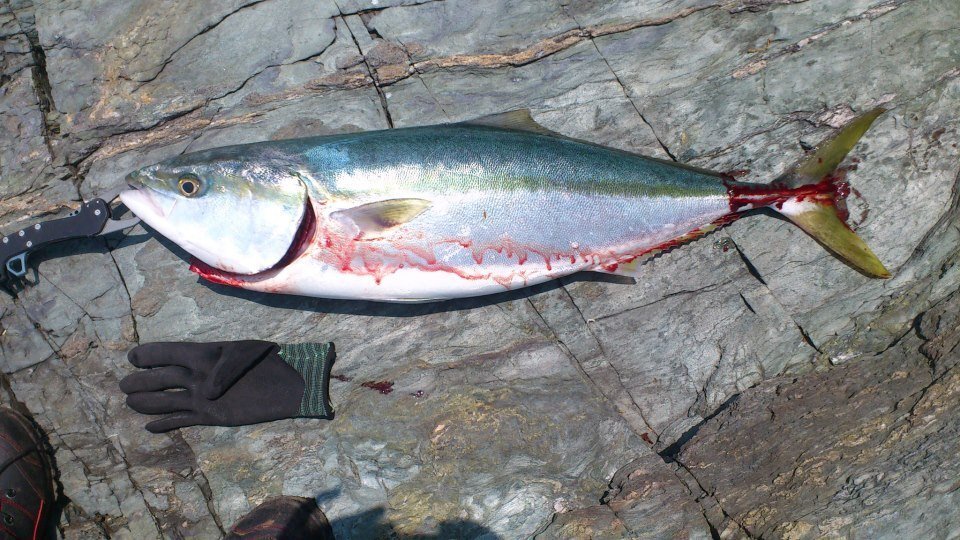 シーバスの活き締めについて 釣り初心者の女です 魚になるべく苦痛 Yahoo 知恵袋