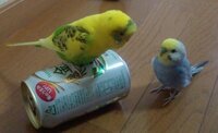 セキセイインコ 5才 を飼っています 最近になって人参を食べてくれるようにな Yahoo 知恵袋