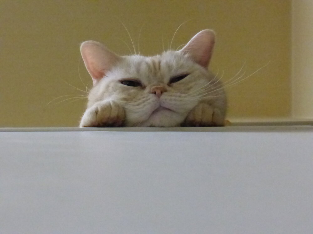 大人になっても顔がかわいい猫の種類をおしえてください 雑種猫を飼っ Yahoo 知恵袋