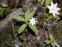 花弁が７枚という植物はありますか。聞いたことがありません