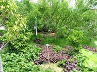 ニラの越冬 関東地方で地植えにてニラを育てています 昨年春に種まきしたも Yahoo 知恵袋