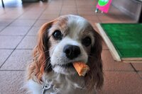 うちの犬が玩具を持って来てクーンと鳴くから 遊んでほしいのかと思っ Yahoo 知恵袋