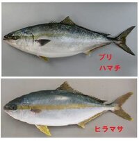 この魚はハマチ ヒラマサ ヒラマサです 拡大しても口の端は不明 Yahoo 知恵袋