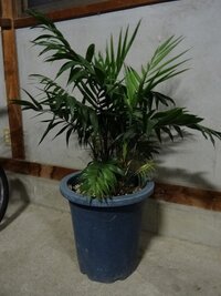 観葉植物 テーブルヤシの枯れ方がヤバイ 復活法テーブルヤシが枯れかけて Yahoo 知恵袋