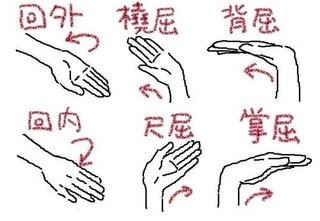 手首の使い方として説明されている動きって 前腕の使い方 回内 回 Yahoo 知恵袋
