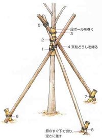 庭木のゴールドクレストとレッドロビン土が柔らかいこともあり すぐに斜めに傾いてし 教えて 住まいの先生 Yahoo 不動産