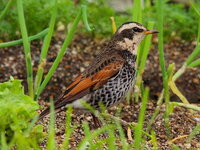 イソヒヨドリ 日本の鳥百科 サントリーの愛鳥活動