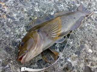 北海道の留萌港で釣れたこの魚は何という名前ですか 写真の魚です 全長は30セ Yahoo 知恵袋