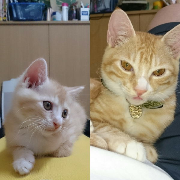 茶トラらしくない茶トラもいますか？ - 茶トラ猫と言えば、人懐っこい 