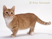 猫について質問します マチカンって概ねどんな性格ですか 動画を観るとお Yahoo 知恵袋