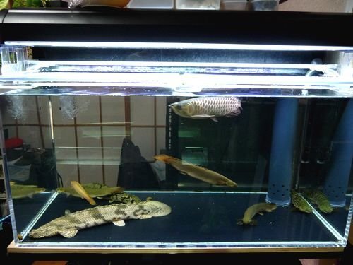 モール 1200×600水槽黒底化 - 魚用品・水草