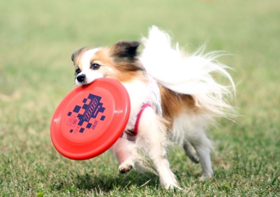 犬しっぽの根元にしこり病名小型犬シニア犬メス しっぽの付け根 根元 の右 Yahoo 知恵袋