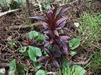 花桃の種についてきれいな花桃を種から植えてみたいのですが 花桃の Yahoo 知恵袋