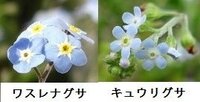 これは 忘れな草なのでしょうか キュウリグサなのでしょうか 胡瓜草 Yahoo 知恵袋