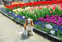 渡辺直美は犬虐待してます 過去に すべらない話で 不審者がドアの前まで来 Yahoo 知恵袋