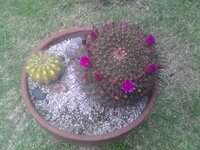 虫のつきにくい花ってなんですか クチナシはオオスカシバ Yahoo 知恵袋