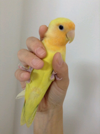 コザクラインコの雛について この鳴き声は怒っていますか 怒 Yahoo 知恵袋