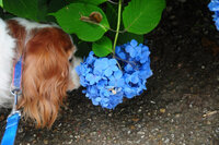 犬は暗いと明るいをわかるのですか 明るさはもちろん分かります 犬も人 Yahoo 知恵袋