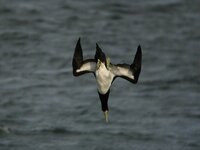 水に勢いよく飛び込んで魚を捕る鳥はどのくらいいるのですか またその鳥の名前 Yahoo 知恵袋