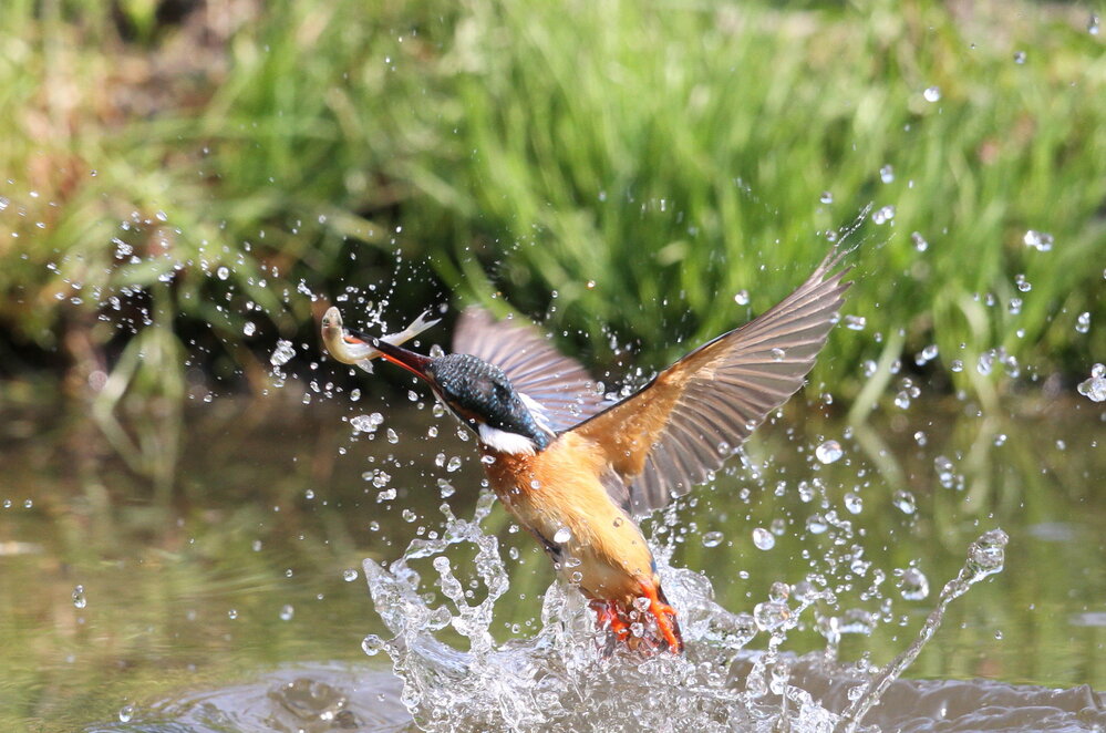 水に勢いよく飛び込んで魚を捕る鳥はどのくらいいるのですか またその鳥の名前 Yahoo 知恵袋