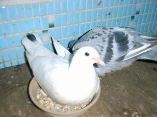 白い鳩はよくいますか 飼育されてる鳩では白 ハク は多 Yahoo 知恵袋