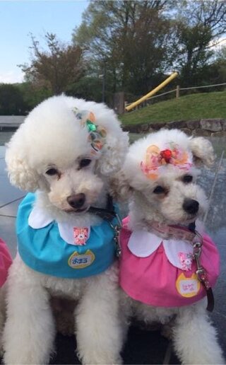助けてください 怒りが収まりません 昨日愛犬のポメラニア Yahoo 知恵袋