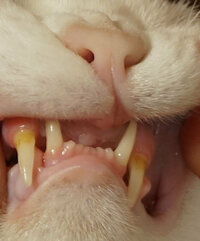 猫の前歯が一本 完全に抜けていましたが もう新しい歯は生えてこ Yahoo 知恵袋
