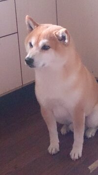 茶柴と黒柴の性格は違いますか こちら黒柴4歳メスを飼ってます 臆病者で散歩 Yahoo 知恵袋