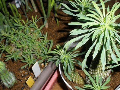 多肉植物の、パイナップルコーン（蘇鉄キリン）と峨眉山は、同じ物で