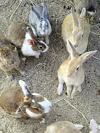 大久野島へは犬を連れて行くのはダメなのでしょうか うさぎがいる Yahoo 知恵袋