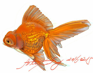 金魚 イラスト 書き方 動物画像無料
