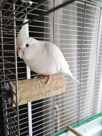 このオカメインコちゃんの名前をチークちゃんにしようと思うの Yahoo 知恵袋