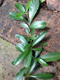 トゲのあるオリーブってありますか 数年間にオリーブと言われて買ったのですが Yahoo 知恵袋