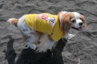 犬が満足したときにぐ グググ 豚の鳴き声とも少し似ている とい Yahoo 知恵袋