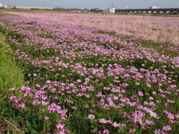 今頃 春の田植え前の田んぼにピンク色のレンゲの花などの花が咲いています Yahoo 知恵袋