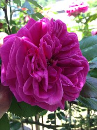 手作り薔薇ジャムについて 庭に様々な薔薇が咲いていて 深紅の薔薇でジャム Yahoo 知恵袋