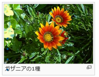 ガザニアという花は放置しておいても散らばった種で自然と増えて育つと言われ Yahoo 知恵袋