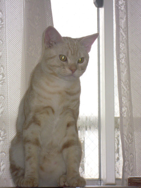 猫胸水を抜いたあとも呼吸が荒いです。腎不全の17歳の猫がいます。BUN 