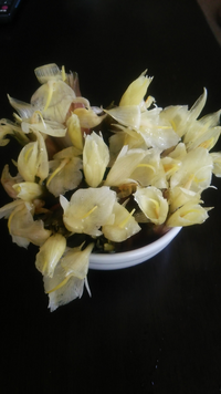 スーパーで売っているミョウガは あれはミョウガの花ですよね Yahoo 知恵袋