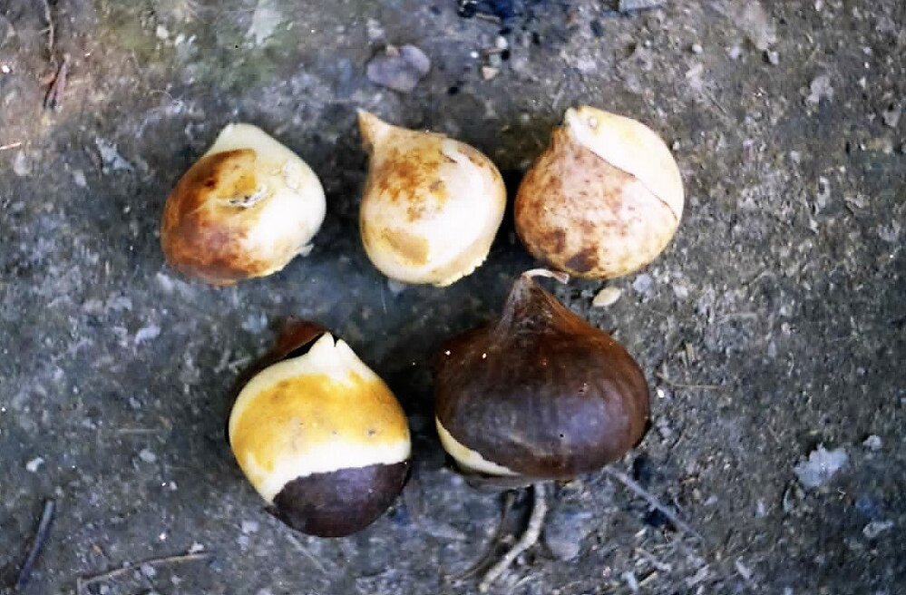 チューリップ球根➕さつまいもの葉っぱ チューリップの球根葉が枯れたものから順次球根を掘り上げてい